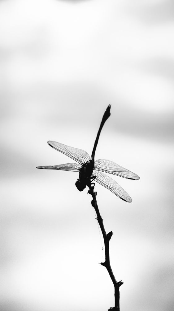 Minimalist Dragonfly