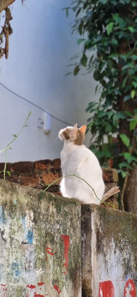 Photograph by Abhijith V.L
