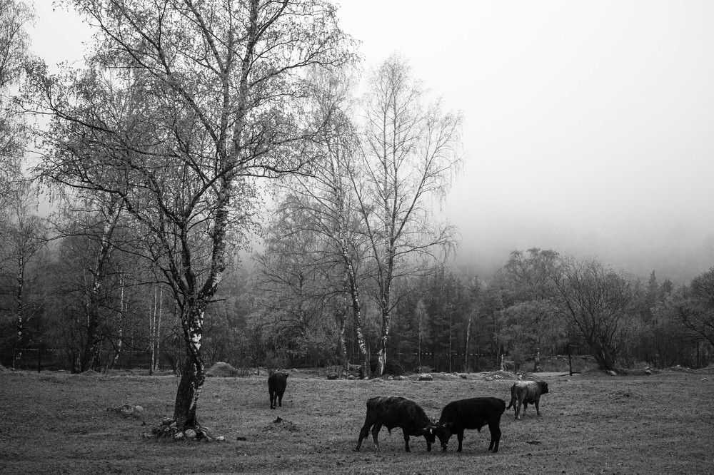 Photo #7823380