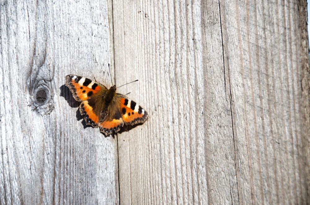 Фотография автора Войнов Дмитрий