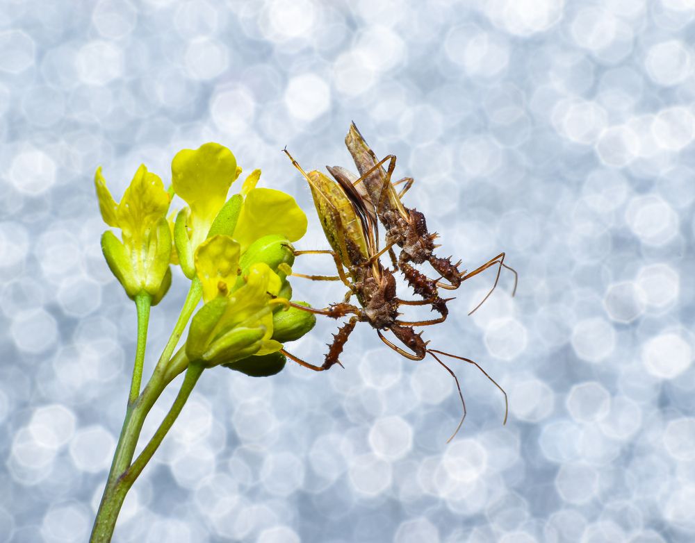 Photograph by Biswanath Chaki