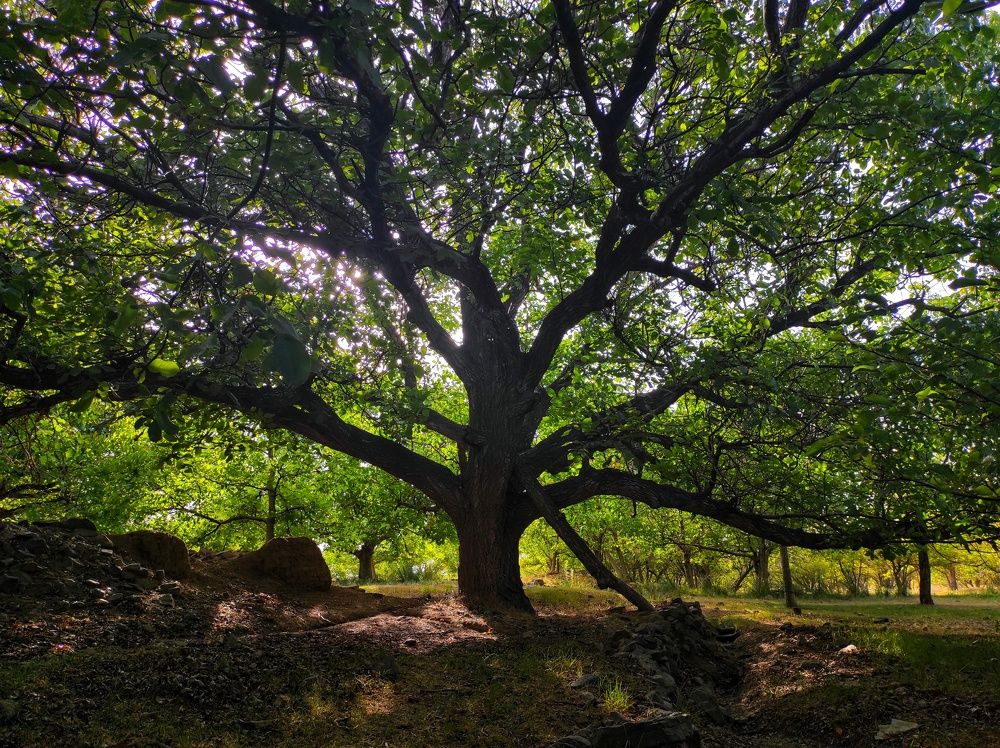 Photograph by Mohammad Ali Ataei Daryaei