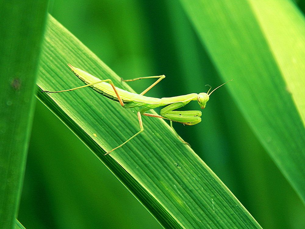 Зелёный на зелёном фоне