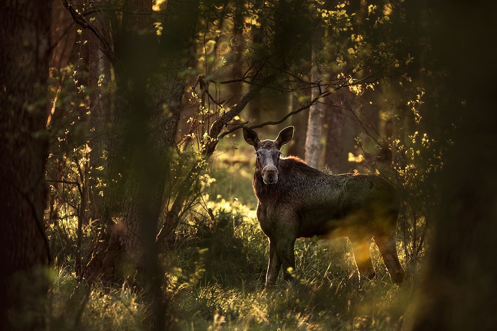 Photograph by Kinga Figura