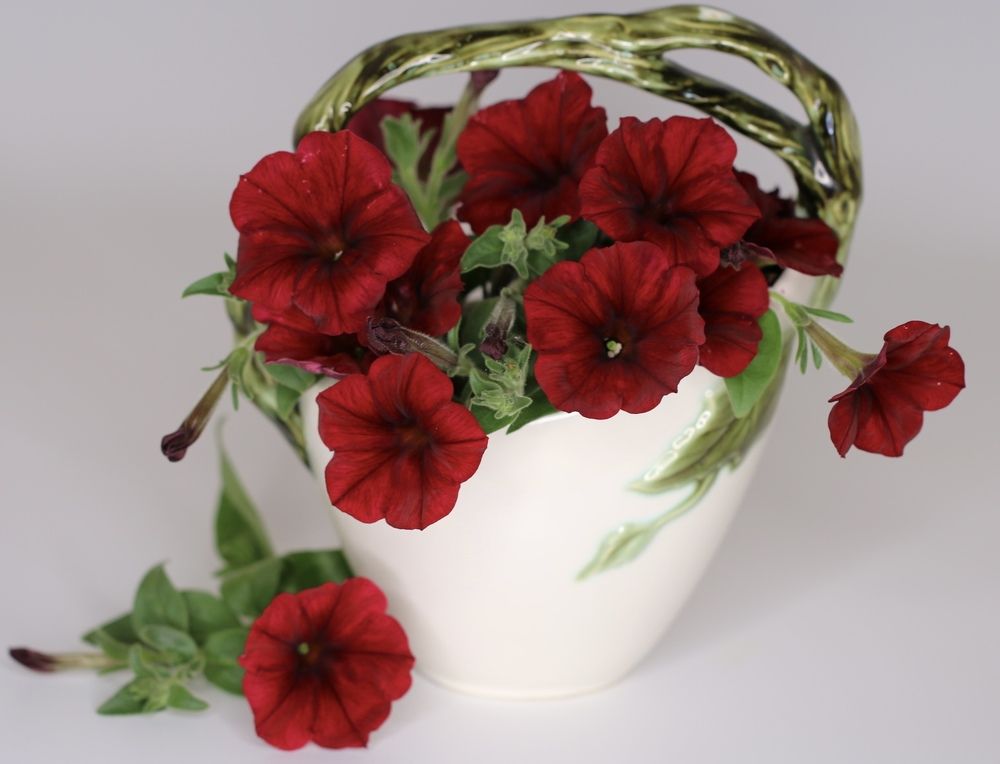 Photograph by Маргарита Венсил.