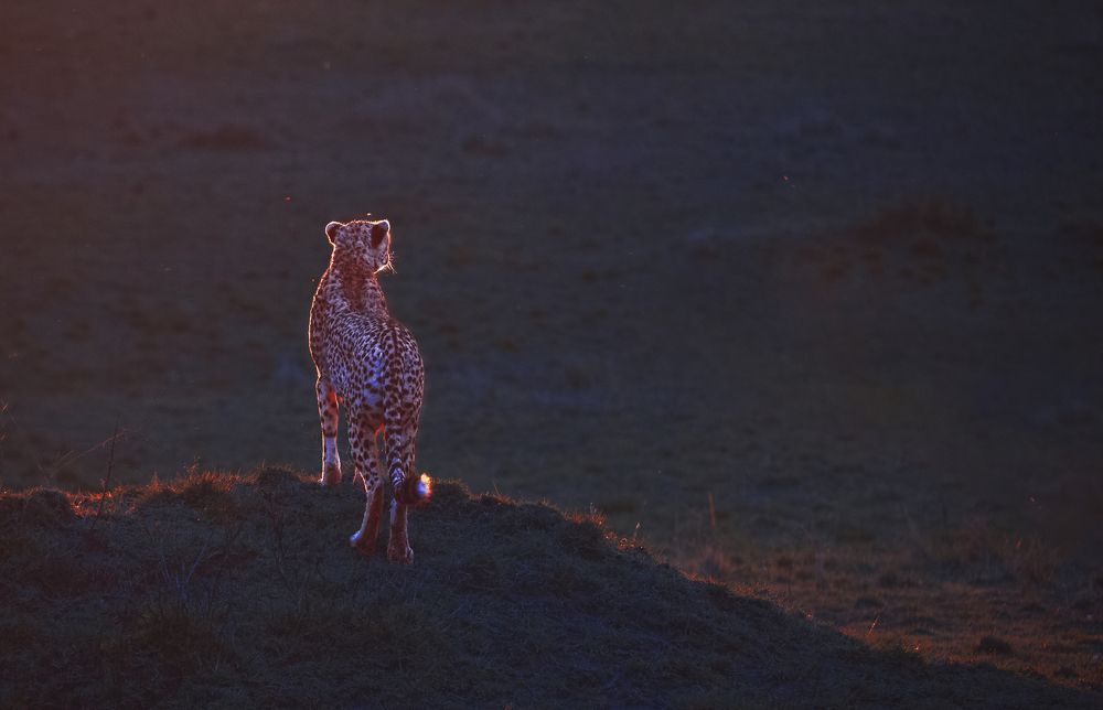 Overlooking the territory