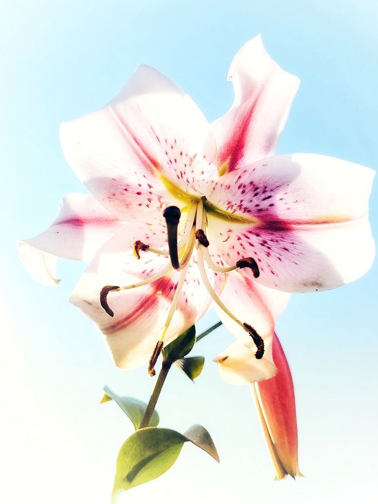 Photograph by Полина