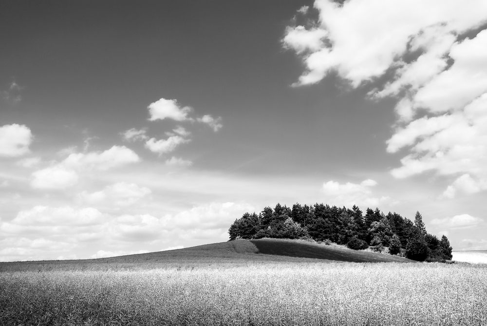 Field