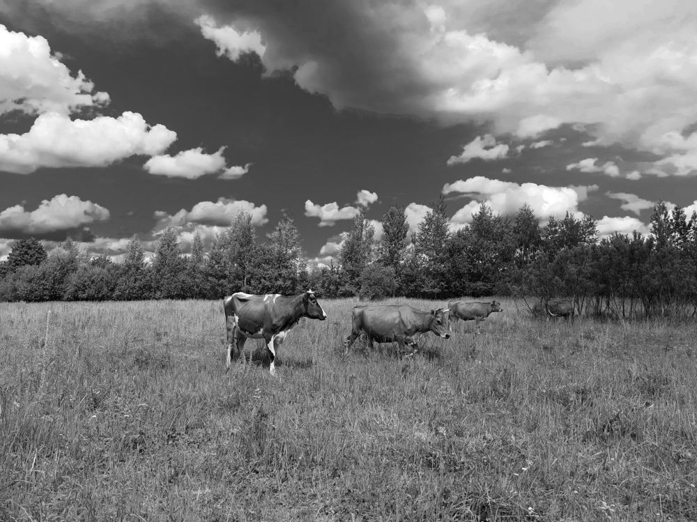 Photograph by Елена Жеребцова