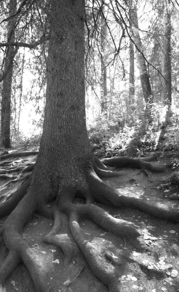 Photograph by Надежда Яковлева