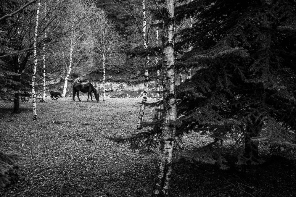 Photo #7825979