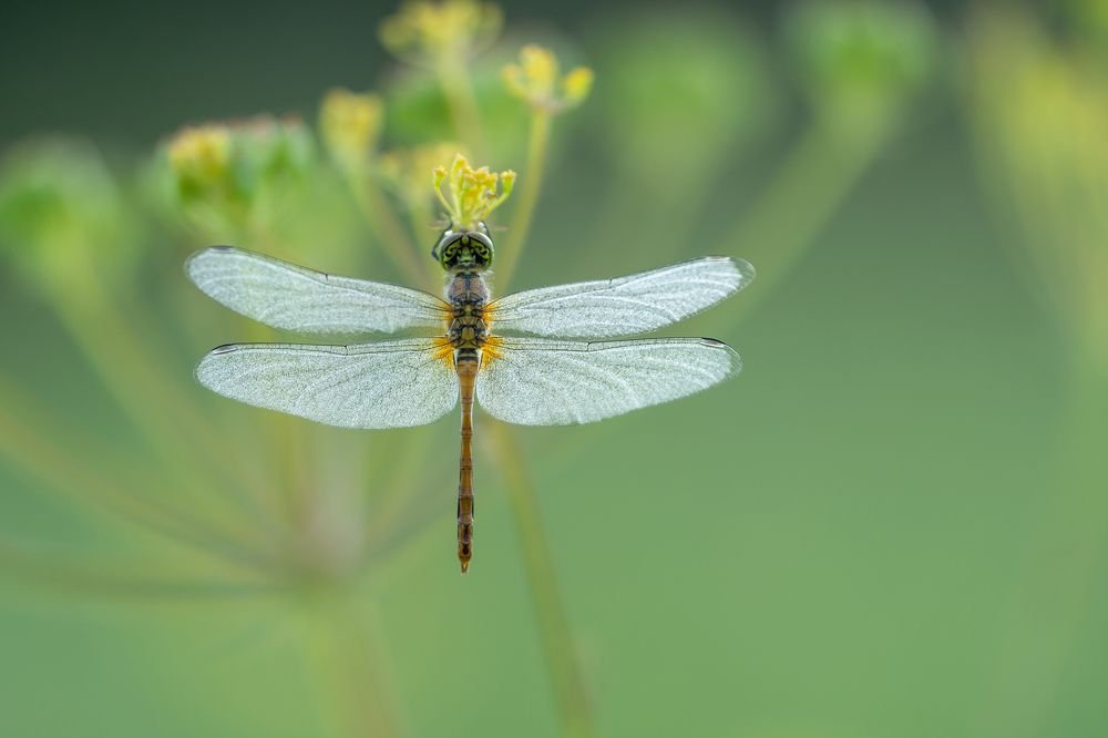 Photograph by  Светослав Радков