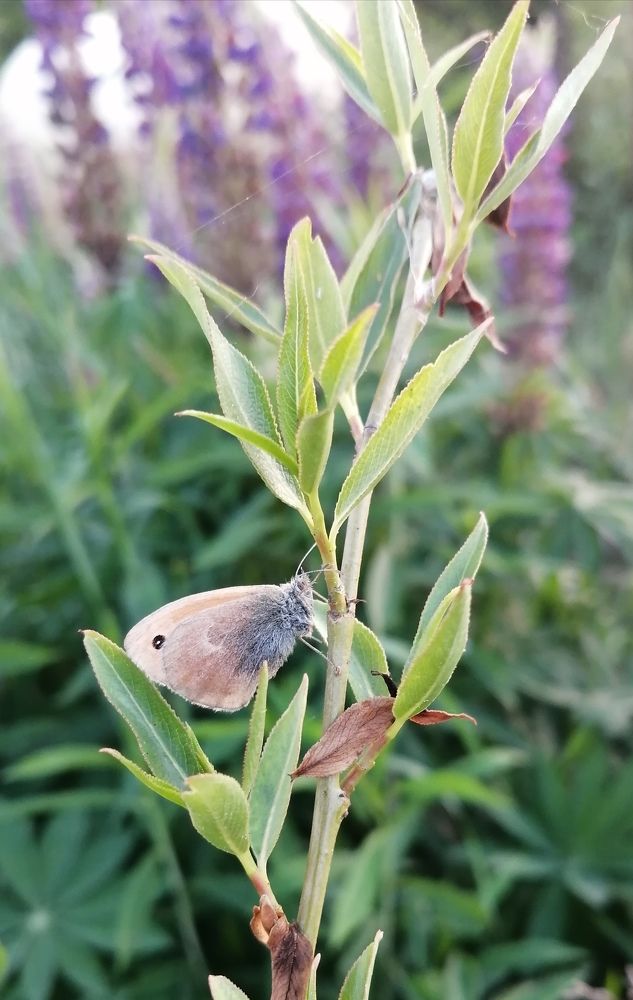 Photograph by Tany Pol