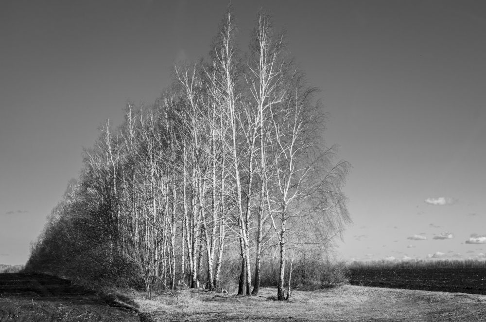 Русские берёзки.  Russian birches.
