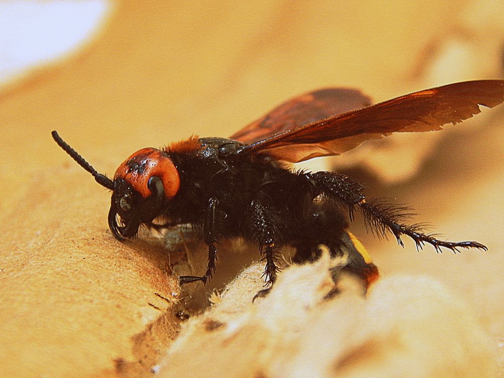 Большой и опасный шершень