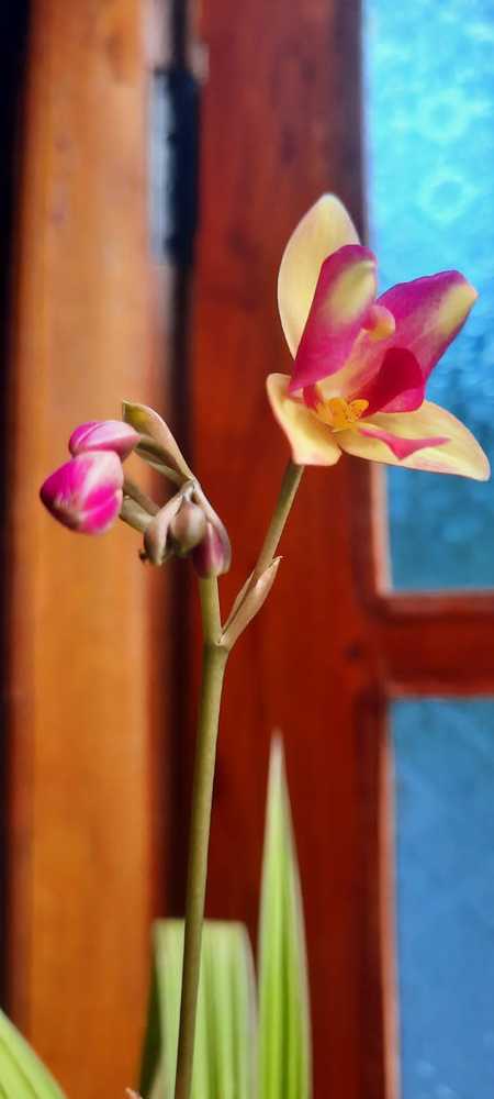 Photograph by Fathima Nasma