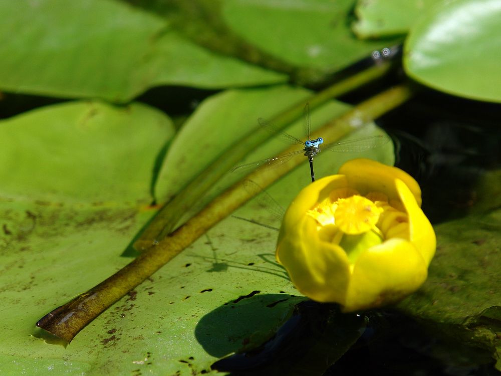 Ой, кувшинчик!
