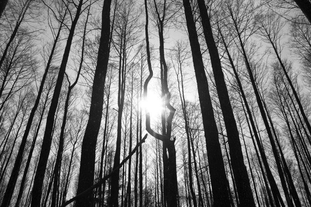 Сквозь деревья
