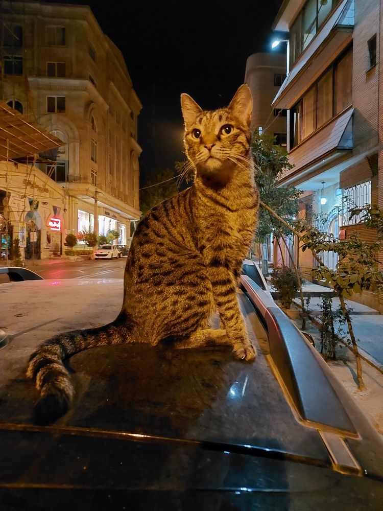 Photograph by Mohammed Araghi