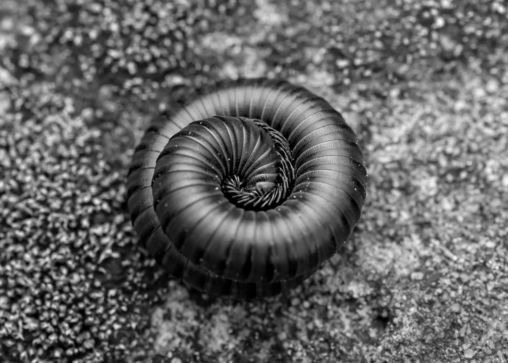 Photograph by Pinak Paul