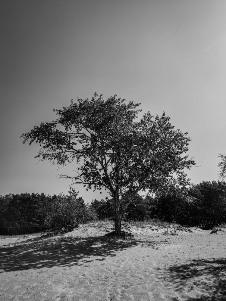 Photograph by Olga Royanova