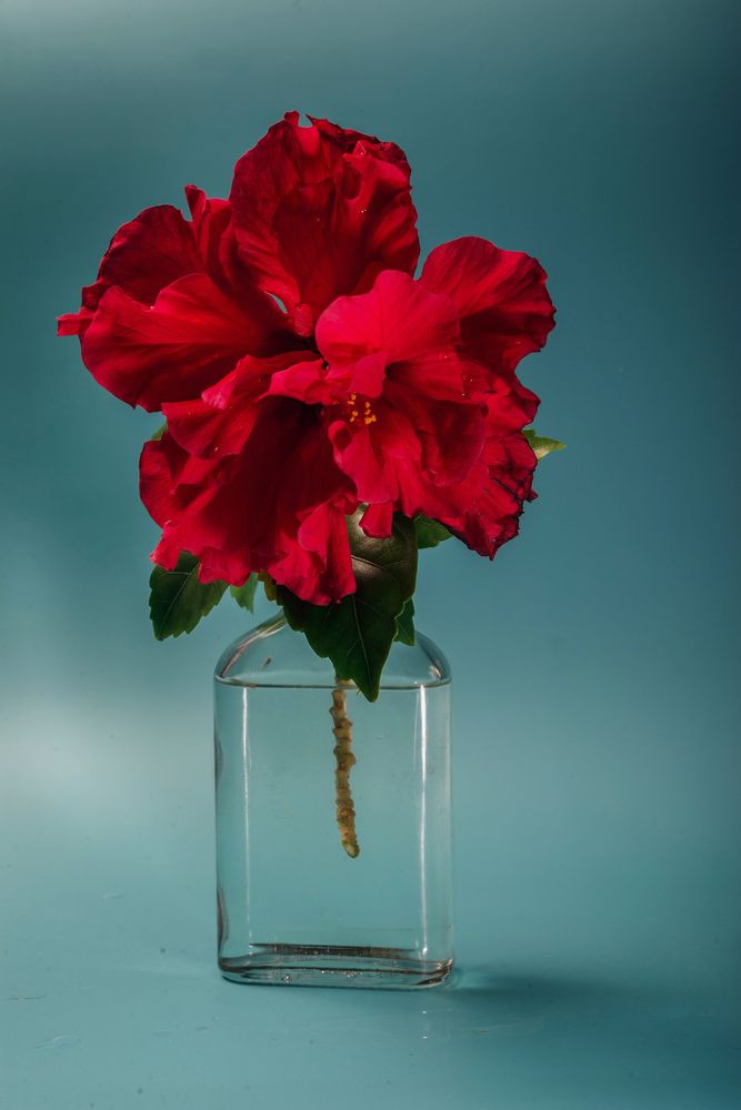 Photograph by Ангела Честнова