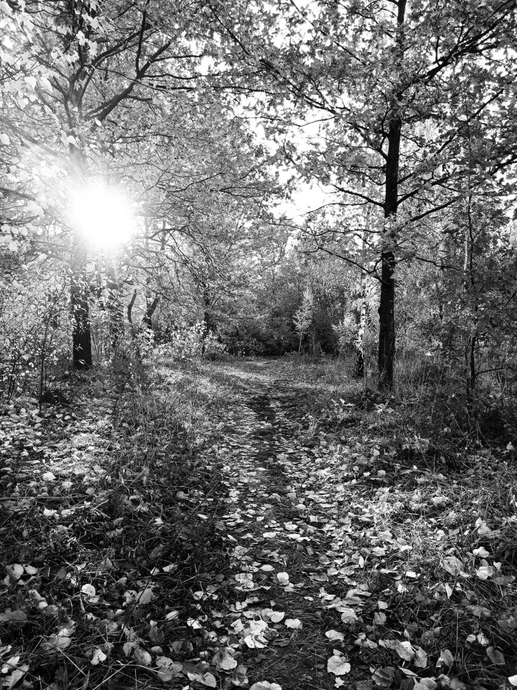 Осенний этюд