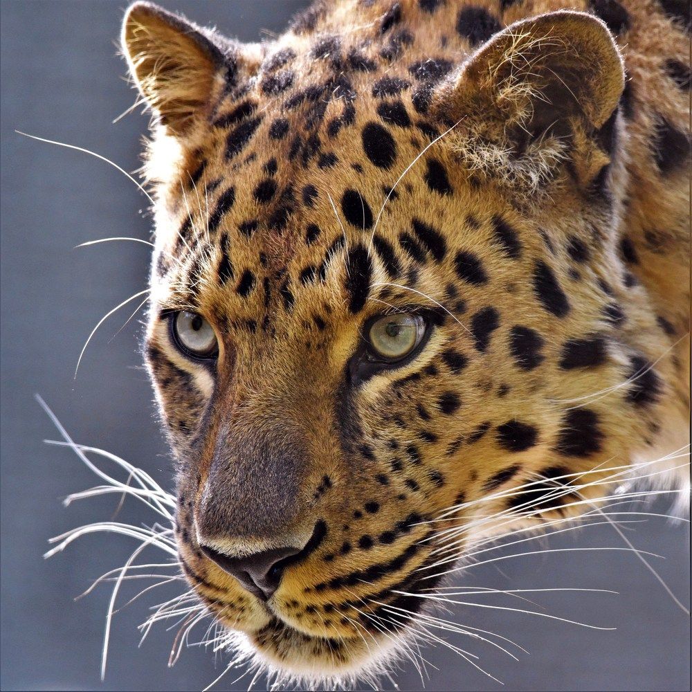 The attentive gaze of a predator - Внимательный взгляд хищника