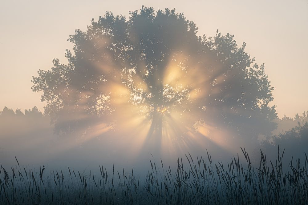 Лучи в тумане