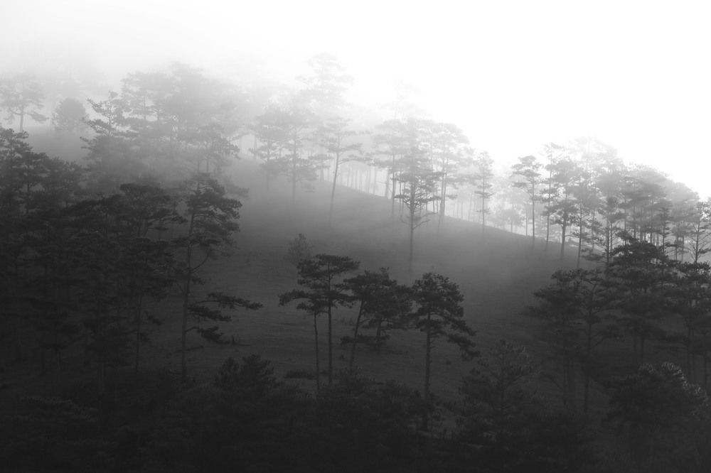 Photograph by Phong Đình