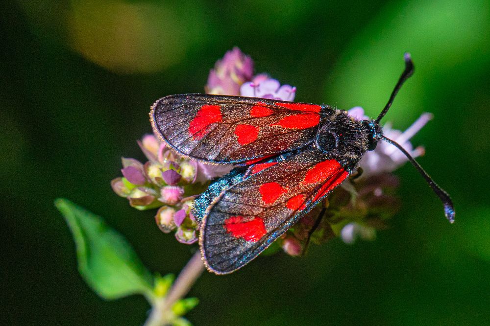 пестрянка клеверная