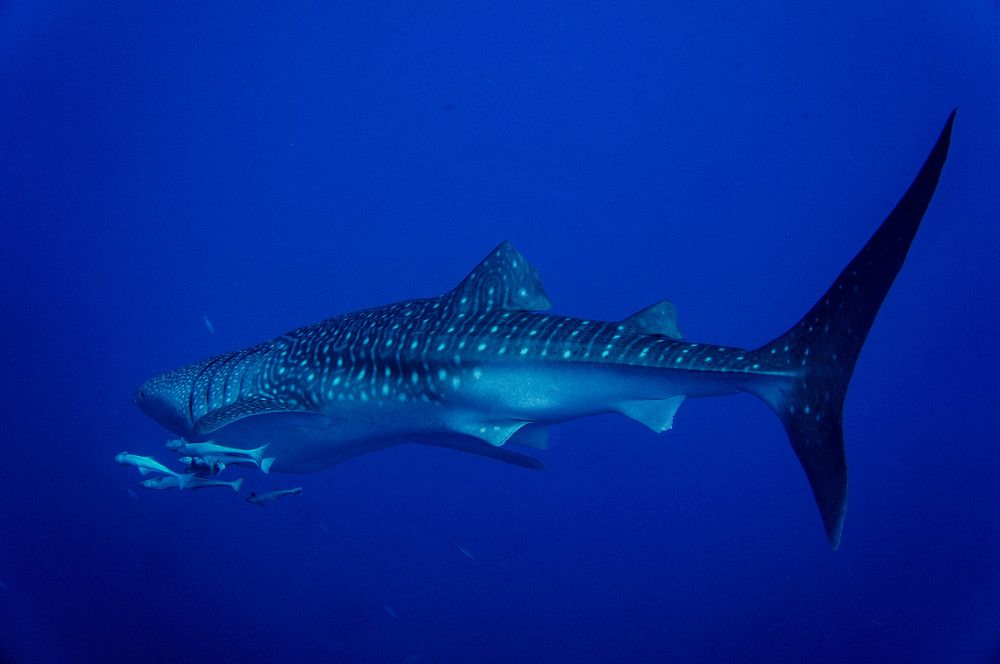 Photograph by Максим Роганов