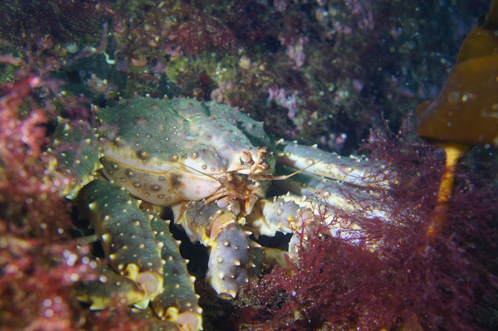 Photograph by Максим Роганов