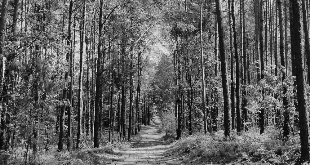 Photograph by Алёна