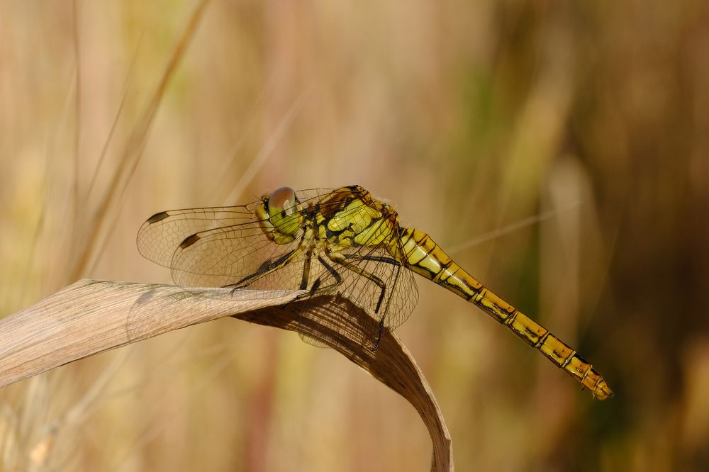 Фотография автора Александр Высоцкий