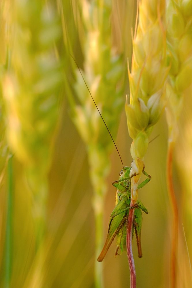 Фотография автора Александр Высоцкий