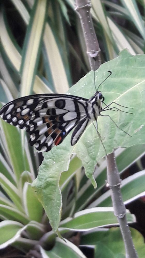 Float like Butterfly