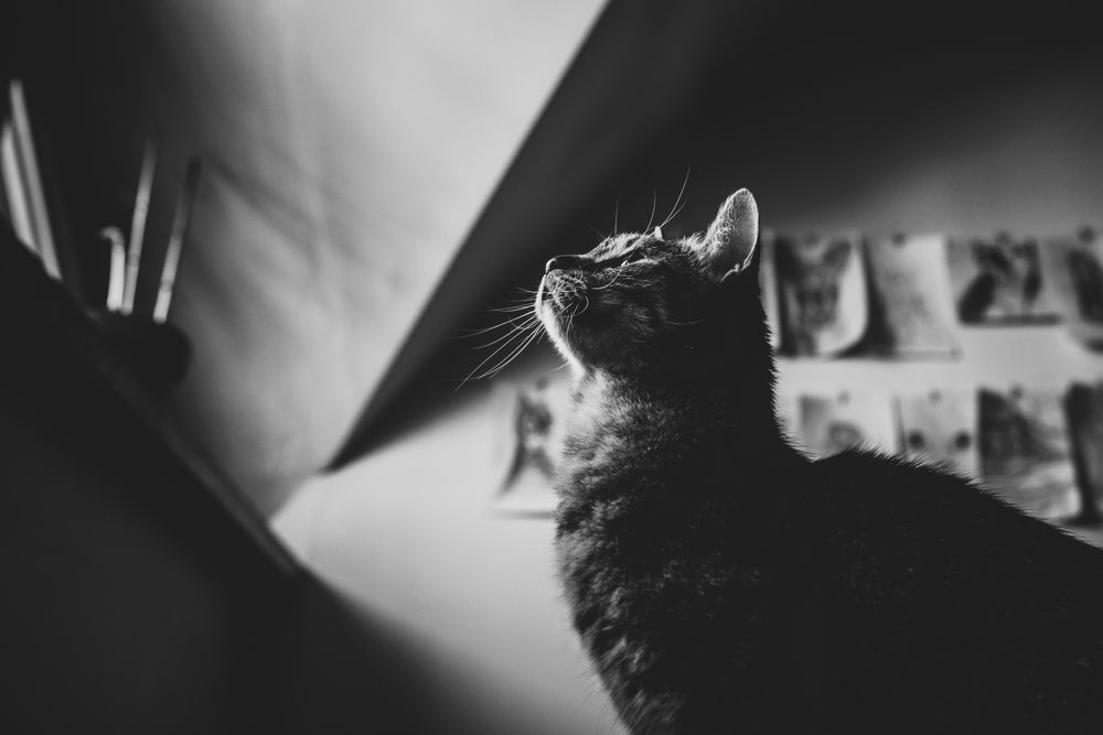 Photograph by Joanna Surman