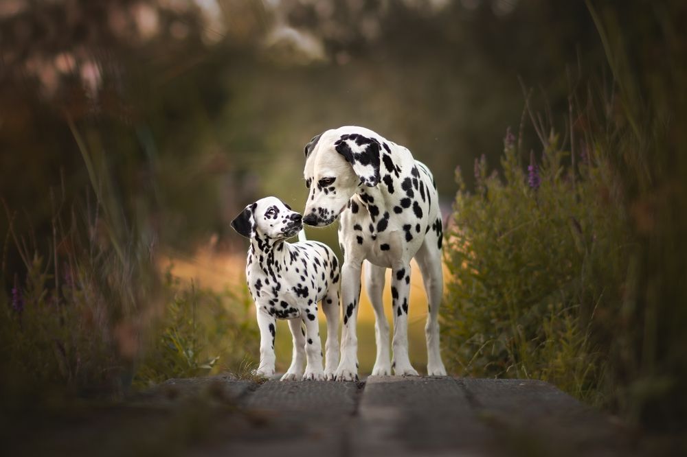 Фотография автора By Meert Eline