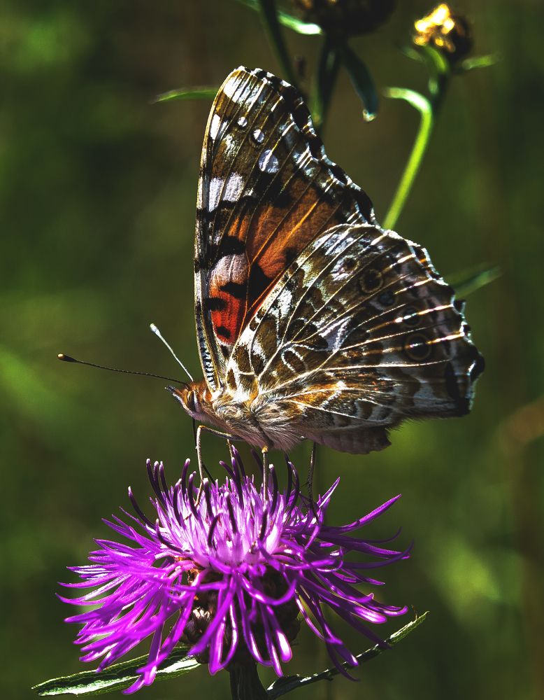 Бабочка крапивница.
