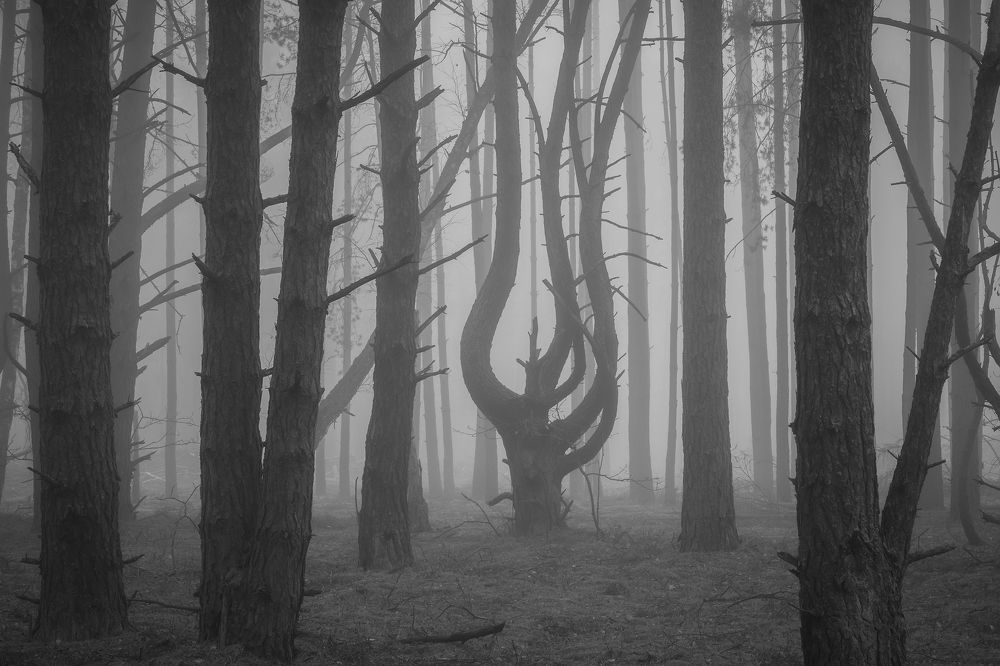 Чужой среди своих