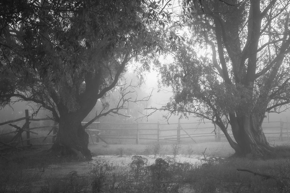 Туманное утро