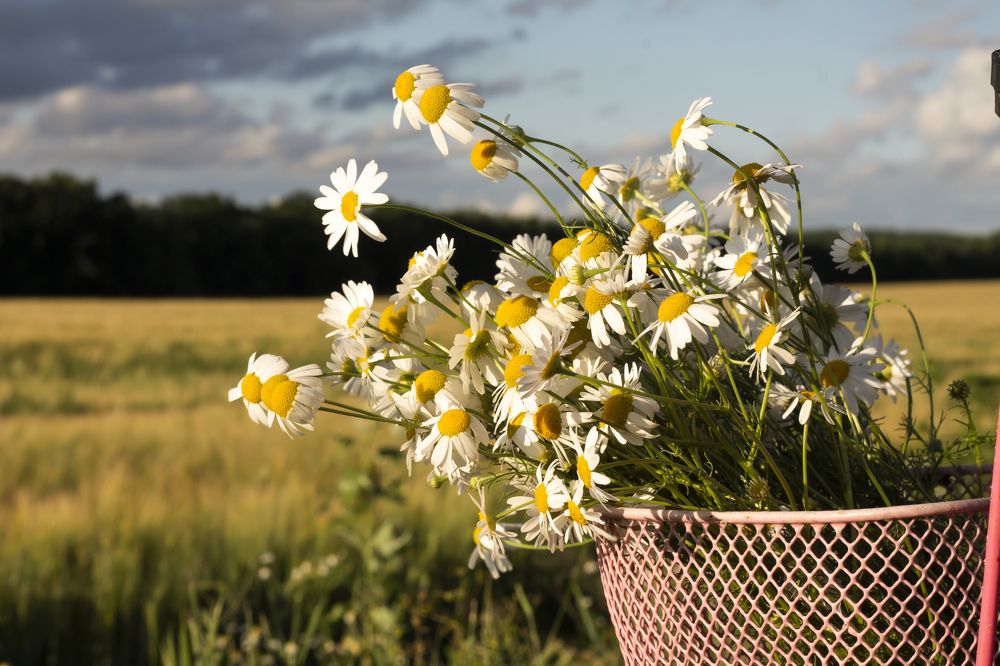 Photograph by даша ващенко