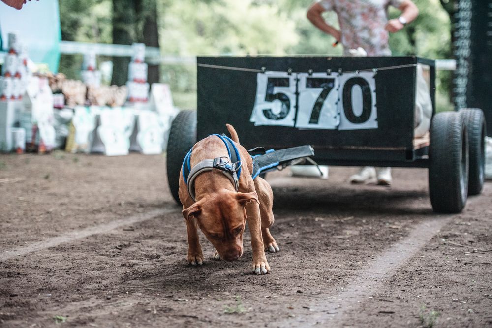 Photograph by Виола Поликарпова