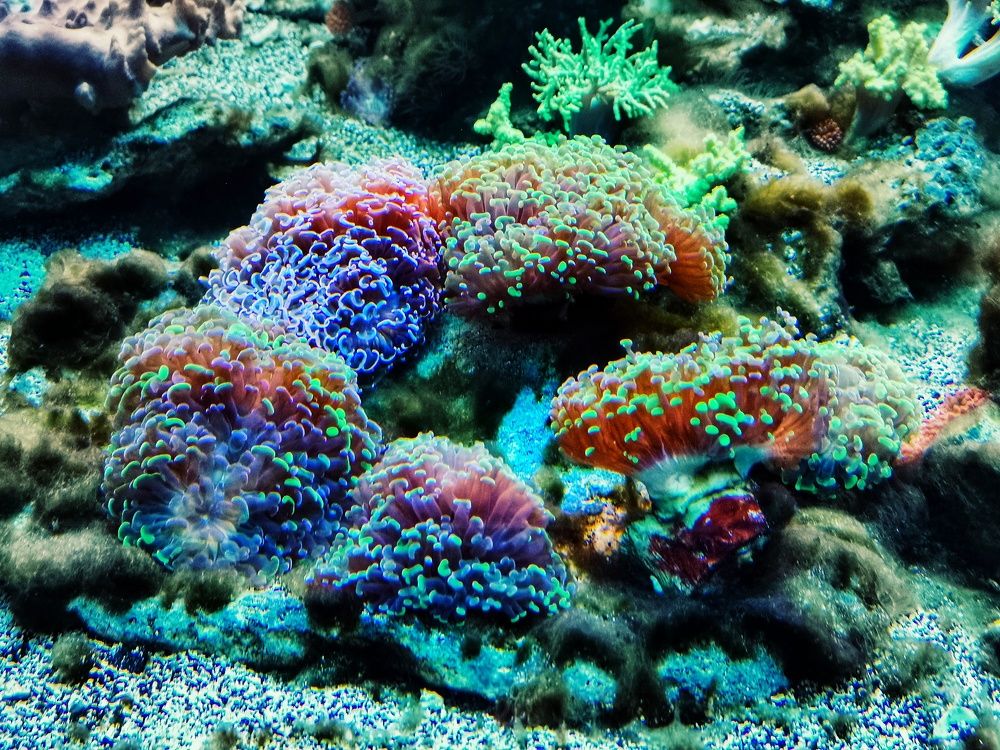 Photograph by Дайана