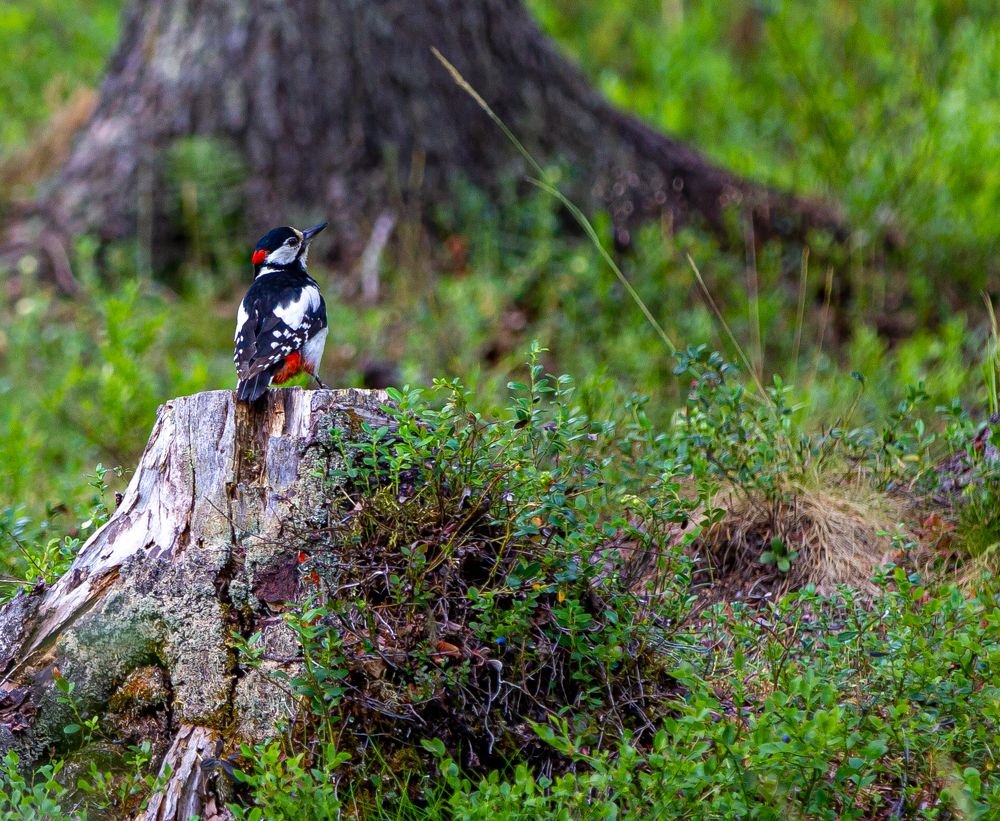 Photograph by Александр Бакин
