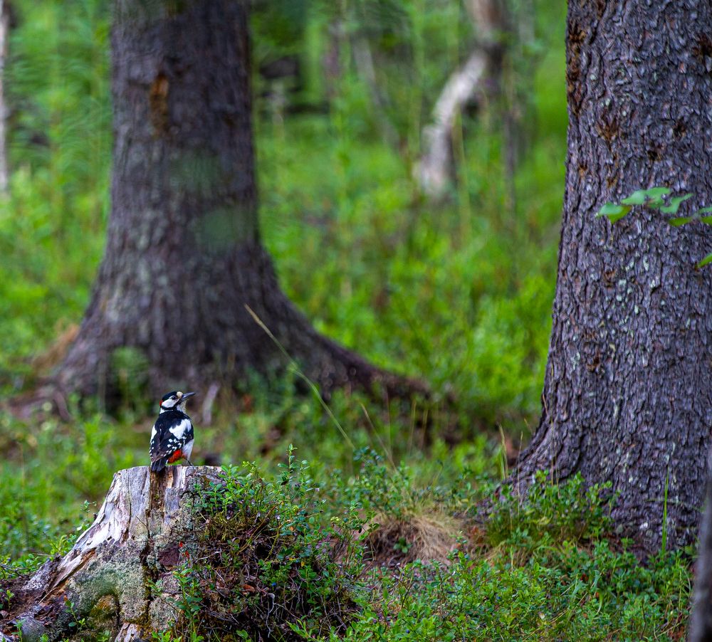 Photograph by Александр Бакин