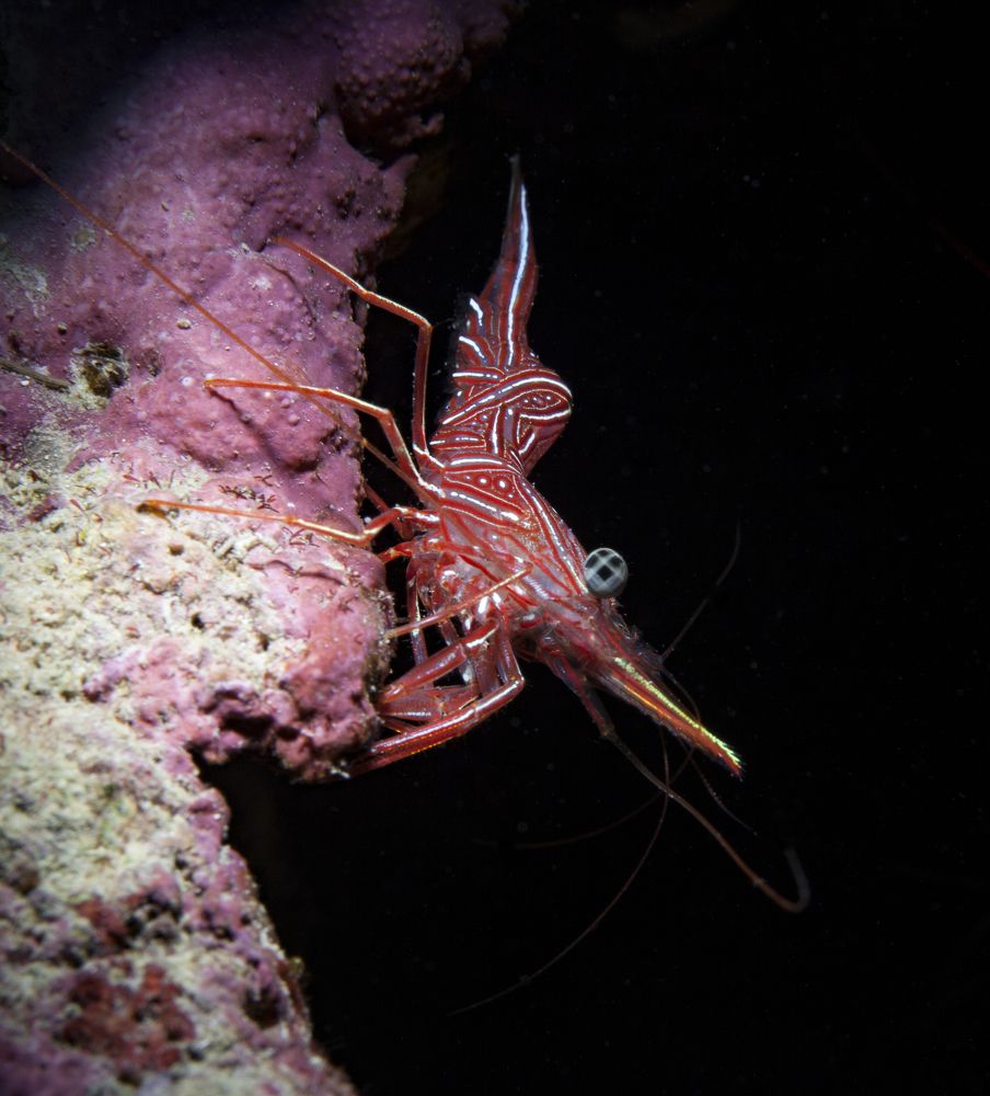 Photograph by Юрий Перевозников