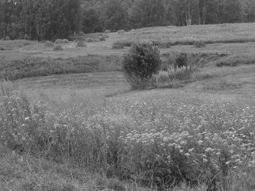 Photo #7833218