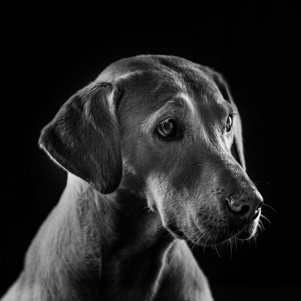 Photograph by Elfotografodemascotas